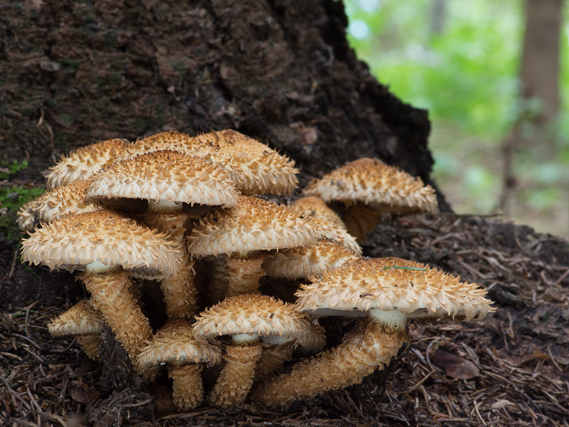 Pholiota squarrosa